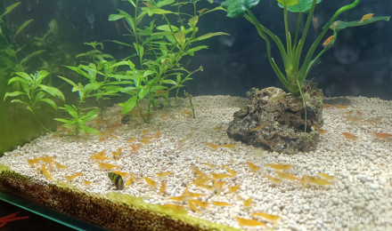 aquarium Aqua Neocaridina Orange