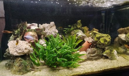 aquarium 300L bois