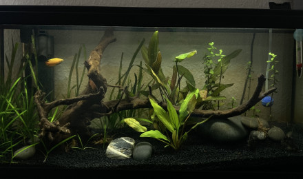 aquarium 1er 80L