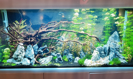 aquarium Aquarium n01