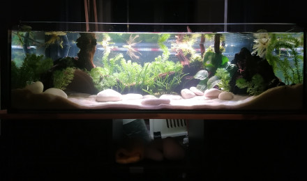 aquarium Axolotls Babies