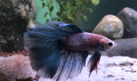 Poisson betta splendens (combattant du siam) : fiche complète