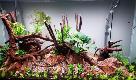aquarium aquascape 1