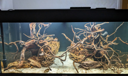 aquarium Premier projet aquascaping 200L
