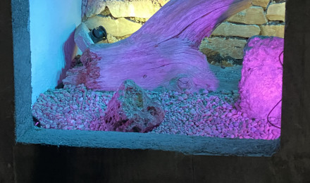 aquarium Bassin vitré