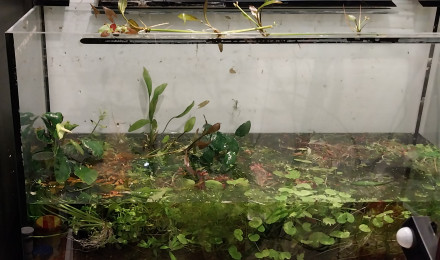aquarium Bac à plantes