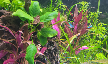 aquarium Amazonien