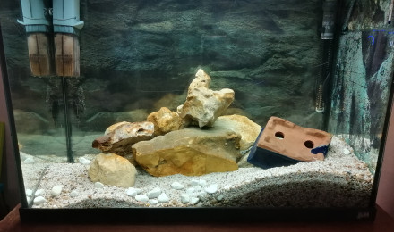 aquarium Guppys Femelles