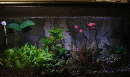 aquarium 240 l