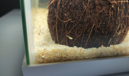 aquarium Aquarium guppys endler