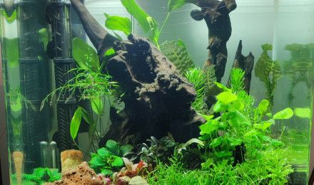 aquarium Galaxy