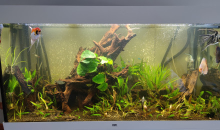 aquarium Amérique du sud