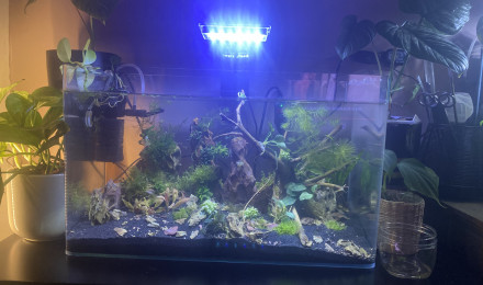 aquarium 50 l