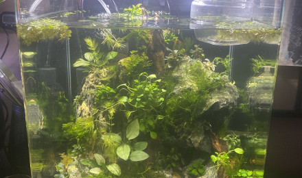 aquarium 30l