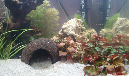 aquarium Cube 30l antistress nocturne chambre pitchoune