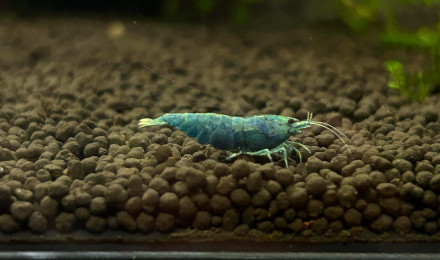 aquarium 11. Deep blue bolt classée