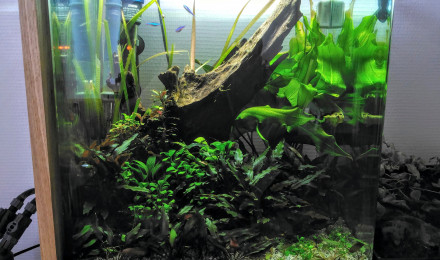 aquarium Cube 60l