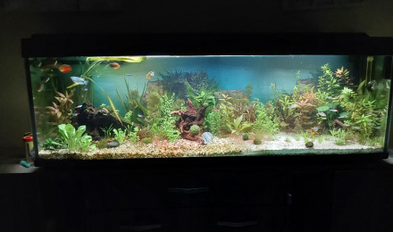 aquarium Amérique  sud