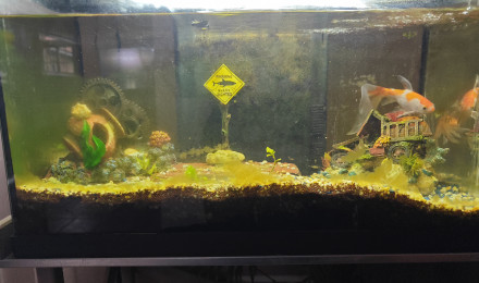 aquarium Le petit