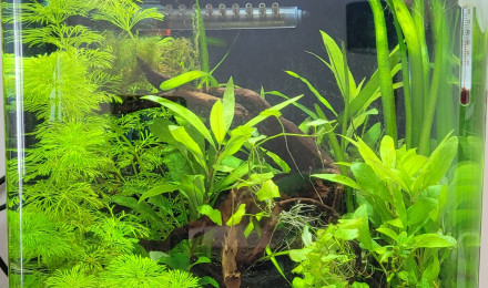 aquarium Nano 20L