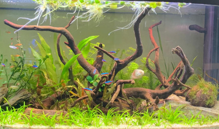 aquarium firstone