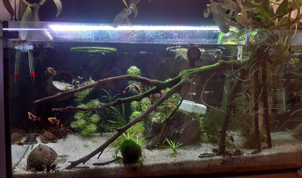aquarium Aquaponie