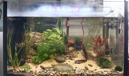 aquarium Rive de marais planté