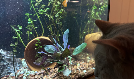 aquarium Fluval flex 10