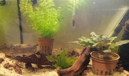 aquarium Bac21
