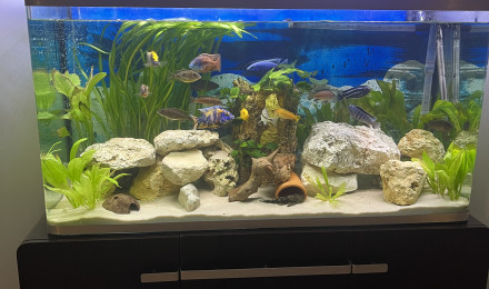 aquarium Cichlidé reproducteurs