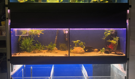 aquarium Batterie et nurserie