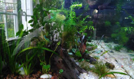 aquarium premier 50l