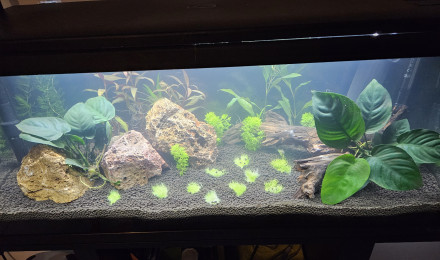 aquarium Jordan Aqua 1st try