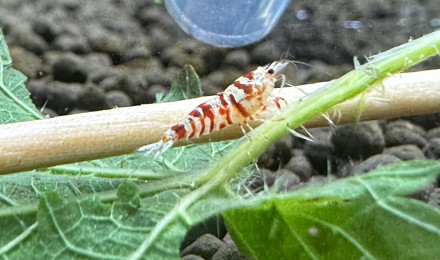 aquarium Spe crevettes