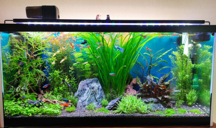 aquarium 96L