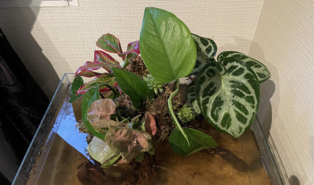 aquarium Blackwatter combattant