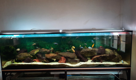 aquarium 1000L  mbunas malawi