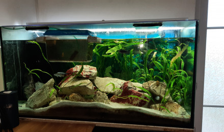 aquarium 360L malawi