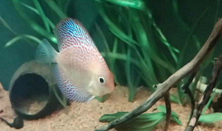 aquarium 430L plus decante