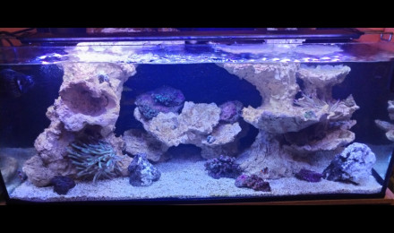 aquarium 100L recifal