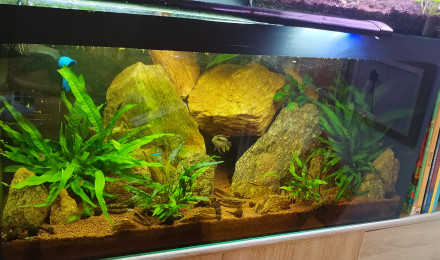 aquarium 100 L specifique pelmato