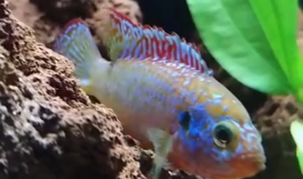 aquarium 100L spécifique couple Hemichromis Lifalili