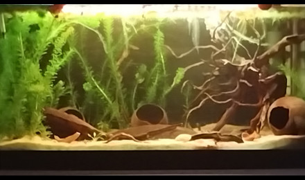 aquarium Communautaire 120 L