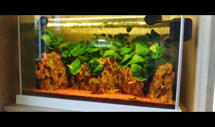 aquarium 30L red cherry