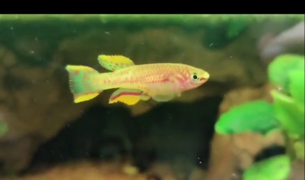 aquarium 30L spécifique trio de killies