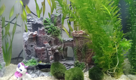 aquarium Aquarium de ma fille