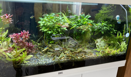 aquarium Blagis