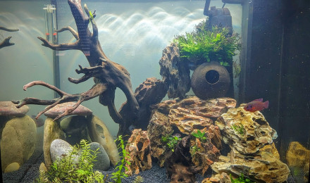 aquarium Aquarium cichlides grand