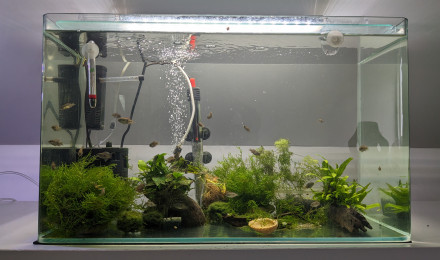 aquarium Aquarium cichlides alevins