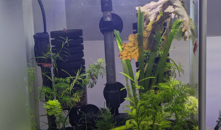 aquarium Aquarium red cherry